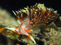 Nudibranch (Phidiana militaris) 